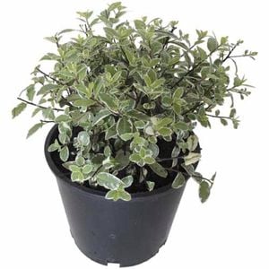 2.5L Pittosporum Silverball - Pittosporum tenn. silverball