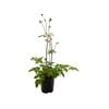140mm Fantasy Snow Angel - Anemone hybrida