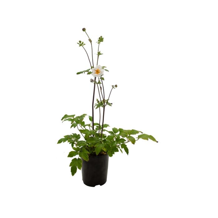 140mm Fantasy Snow Angel - Anemone hybrida