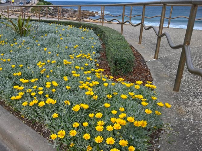 Double Gold™ Gazania - Commercial Planting.jpg