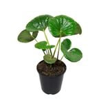2.4L Tractor Seat - Ligularia reniformis