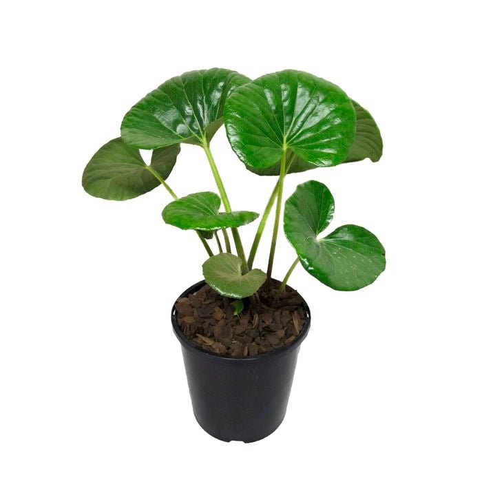 2.4L Tractor Seat - Ligularia reniformis