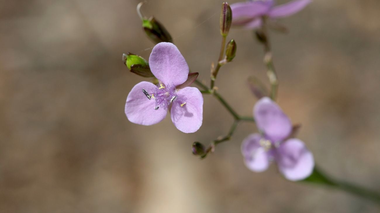 A grass lily plant with purple flowers blooming.