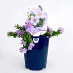 150mm Bacopa Blue Garden Jewels