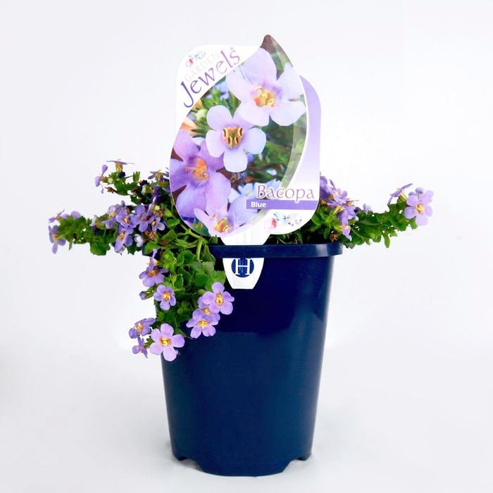 150mm Bacopa Blue Garden Jewels