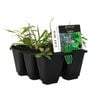 6 Cell Cat Mix - Fusion Herb Range