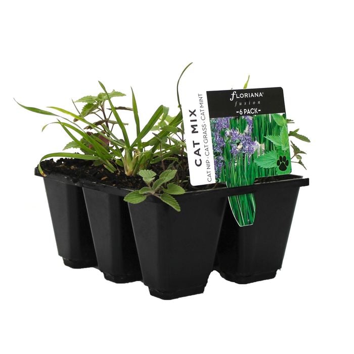 6 Cell Cat Mix - Fusion Herb Range