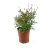 350mm Leptospermum Outrageous