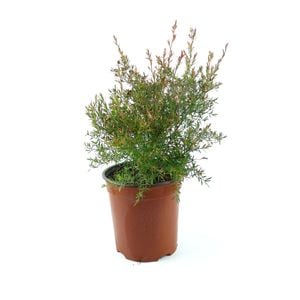 350mm Leptospermum Outrageous