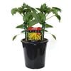 180mm Capsicum Long Sweet Ylw - Capsicum annuum