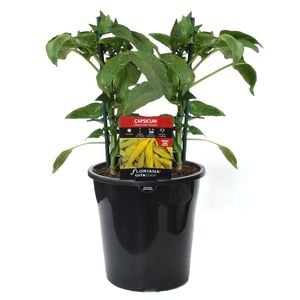 180mm Capsicum Long Sweet Ylw - Capsicum annuum