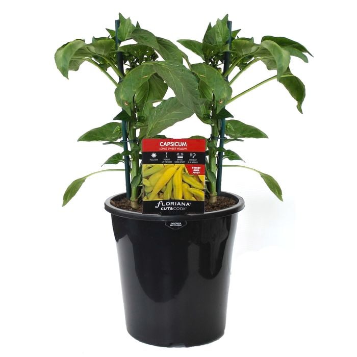 180mm Capsicum Long Sweet Ylw - Capsicum annuum