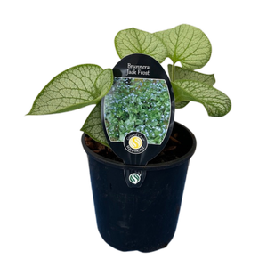150mm Brunnera Jack Frost - Brunnera macrophylla - Gardening Solutionz