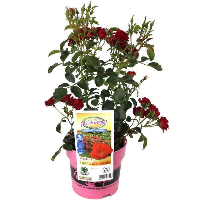 140mm Cherry Flower Carpet Rose - Flower Carpet CHERRY var. 'Noa16079' PBR