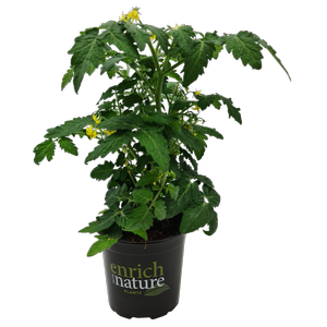 130mm Tomato Sweet Sturdy™ F1 - Grace - Solanum lycopersicum