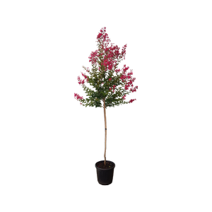 30L Crepe Myrtle - Lagerstroemia indica St Emilion