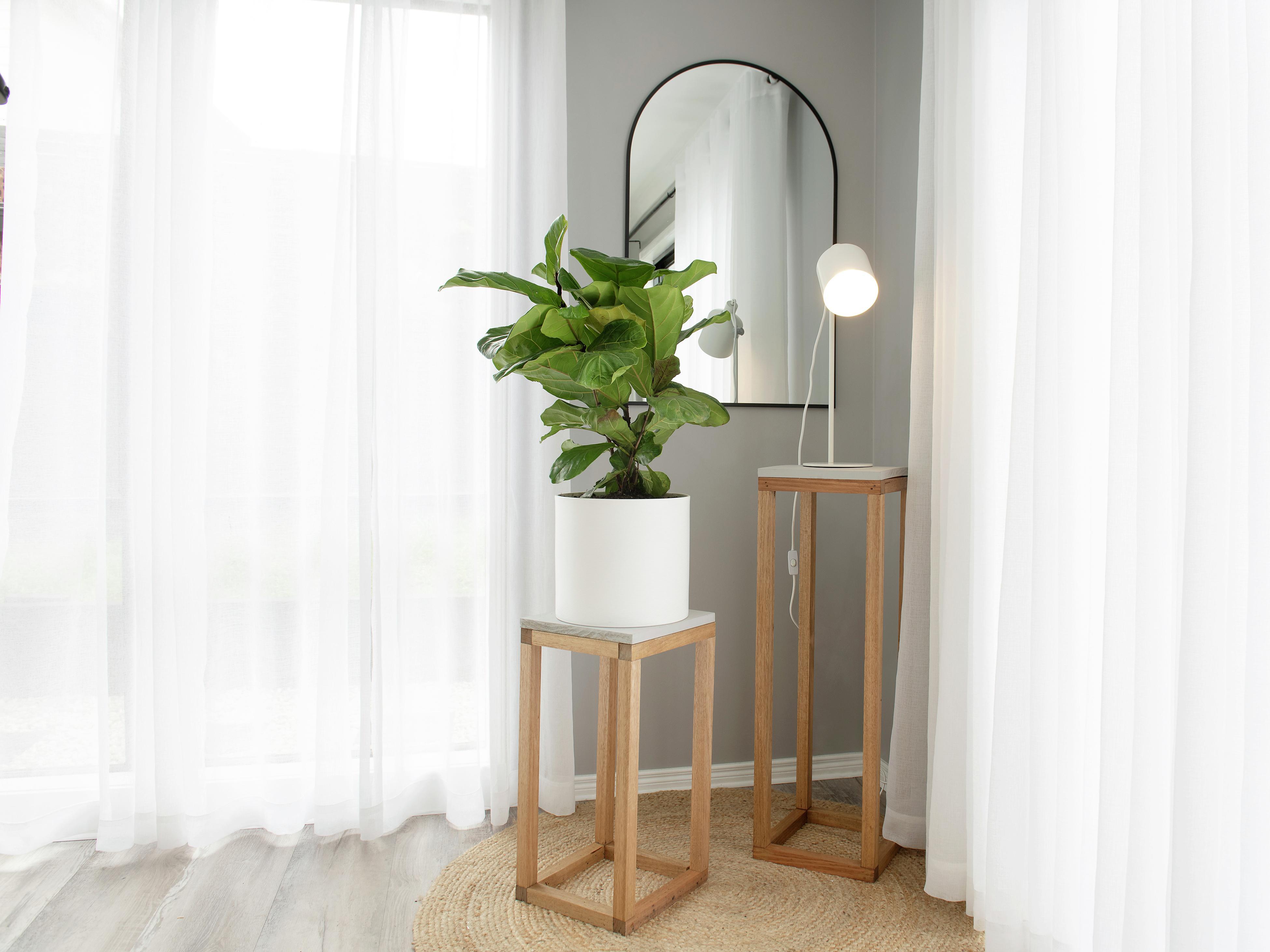 How To Grow And Care For a Fiddle Leaf Fig - Bunnings Australia