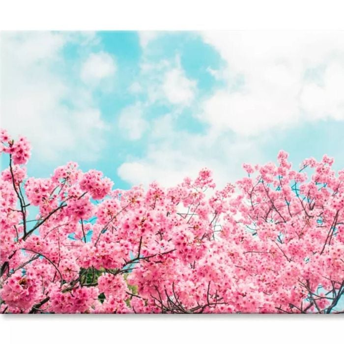 Kawazu Cherry Blossoms Tree & Sky  Print 100% Australian Made 90 x 60cm  (Stretched)
