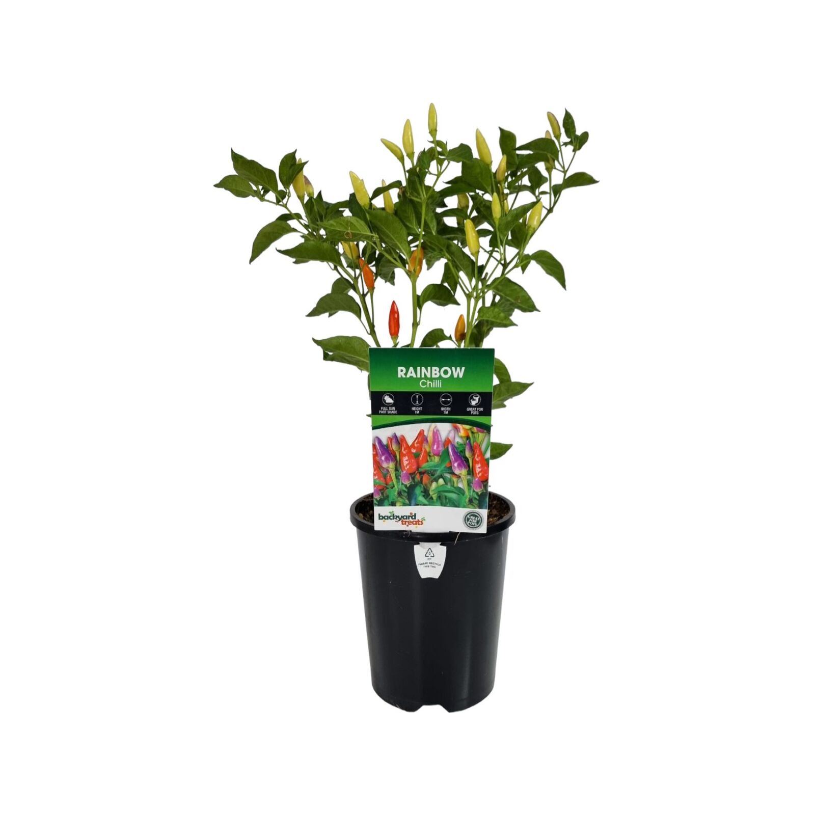 140mm Rainbow Chilli - Capsicum frutescens