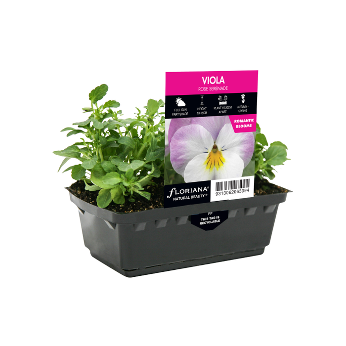 Punnet Viola Rose Serenade - Viola cornuta