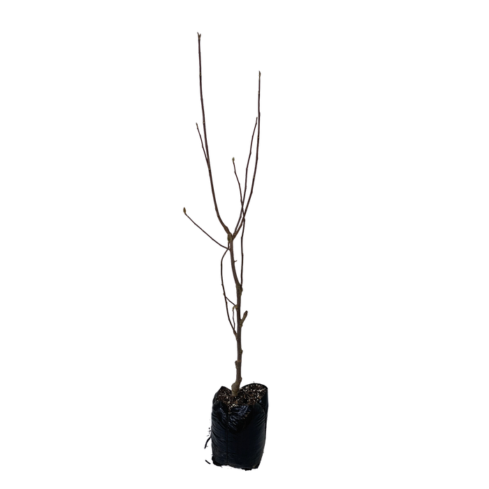 Magnolia Red As PB18