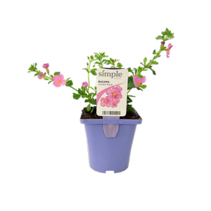 10cm Bacopa Jumbo Rose - Sutera cordata