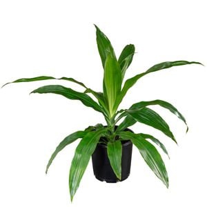 200mm Dracaena Janet Craig - Dracaena fragrans