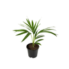 1.3L Kentia Palm - Howea forsteriana