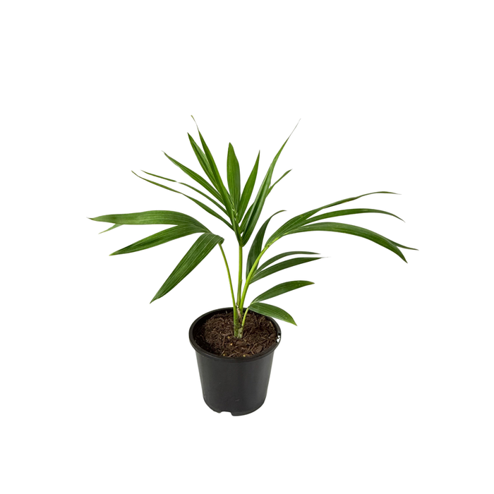 1.3L Kentia Palm - Howea forsteriana