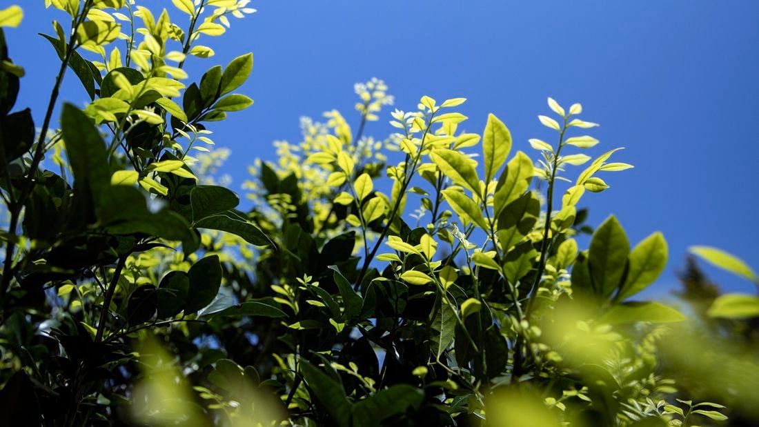 A murraya plant against a blue sky background