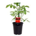 180mm Tomato Roma - Lycopersicon esculentum