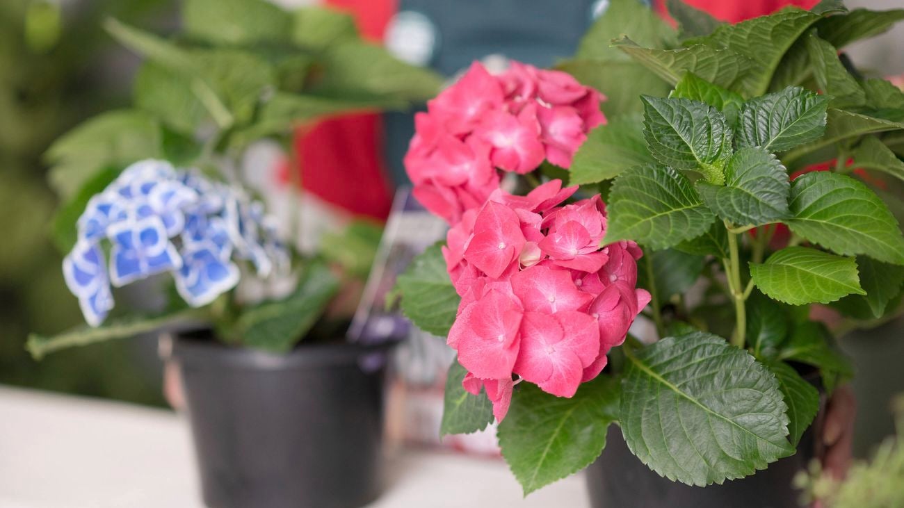 Red and blue hydrangeas are placed on a table.
