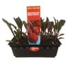 Punnet Beetroot - Beta vulgaris