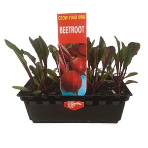 Punnet Beetroot - Beta vulgaris