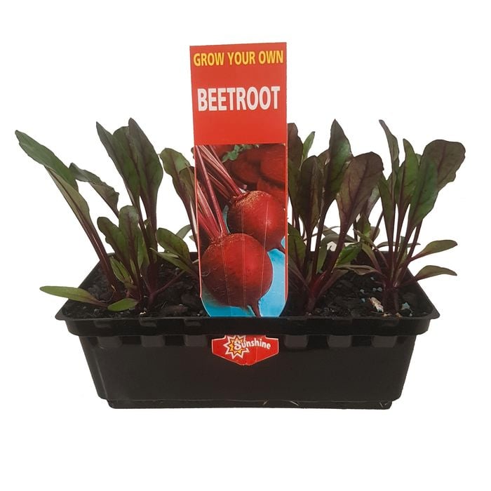 Punnet Beetroot - Beta vulgaris