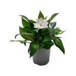 130mm Assorted Tamarinda Impatiens - Impatiens hawkeri