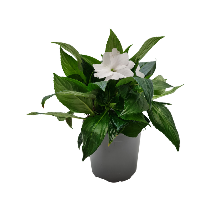 130mm Assorted Tamarinda Impatiens - Impatiens hawkeri