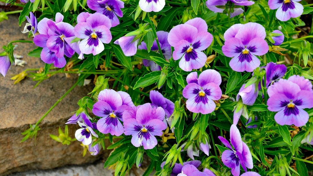 Pansies with purple and yellow flowers