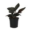 120mm Pinstripe Calathea - Calathea ornata