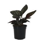 120mm Pinstripe Calathea - Calathea ornata