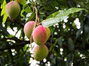DIY - Header - How to grow mango from seed