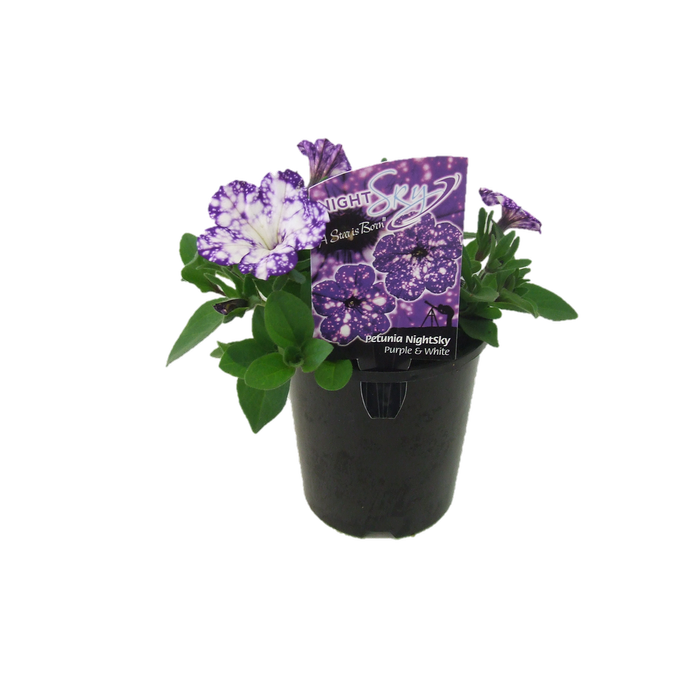 1.5L Petunia Night Sky - Petunia hybrida