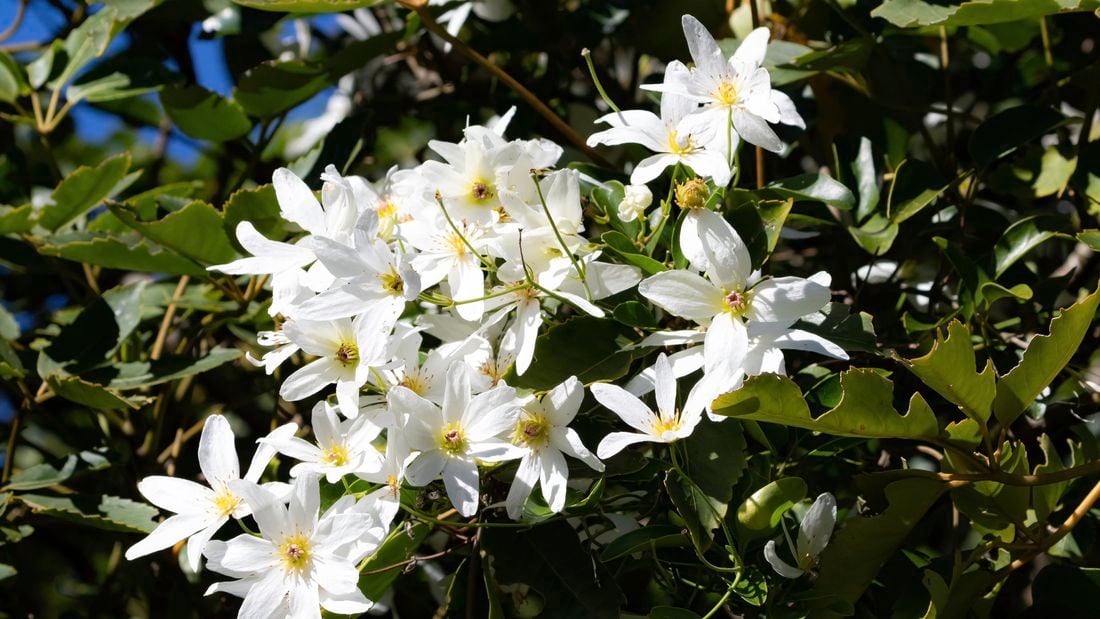Sweet Autumn Clematis (Clematis paniculate)