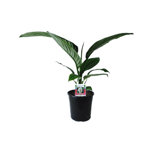 200mm Sensation Peace Lily - Spathiphyllum wallisii