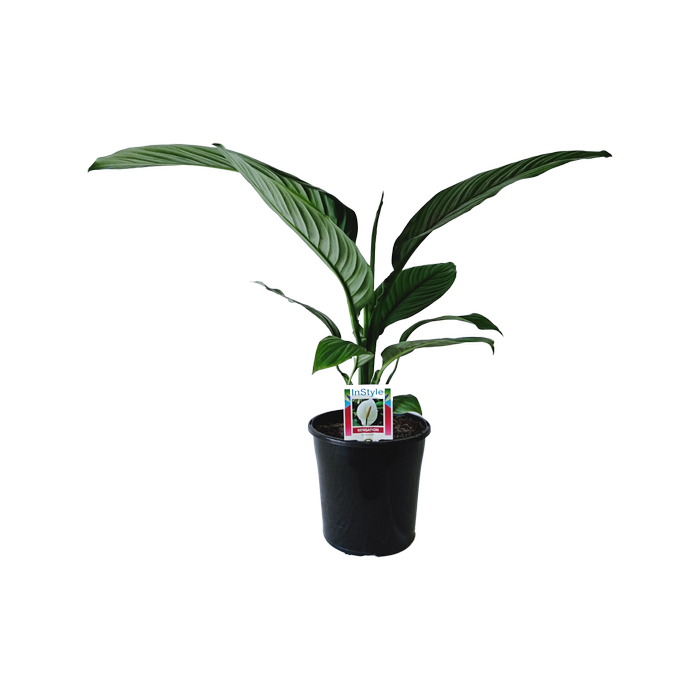 200mm Sensation Peace Lily - Spathiphyllum wallisii