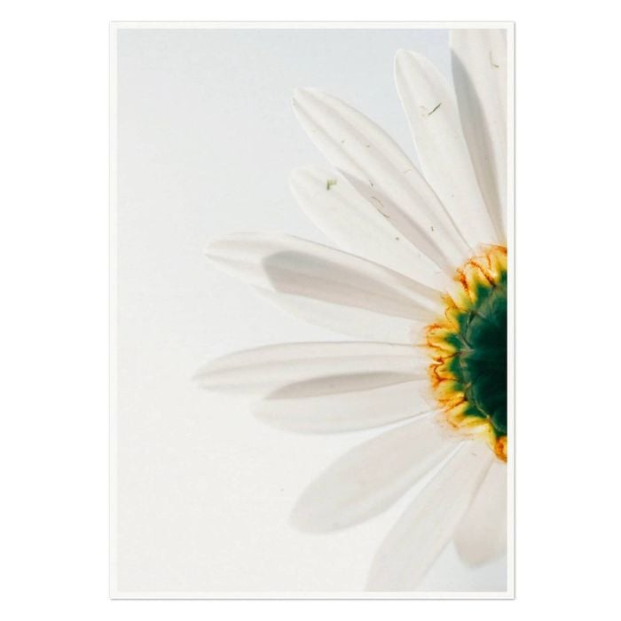 Galrie Stunning CloseUp Daisy Flower Art Print Nature Photography for Home Decor, Poster Only, 70 x 100cm (28 x 40inch)
