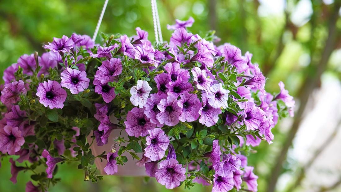 Purple petunia flowers in a hanging basket