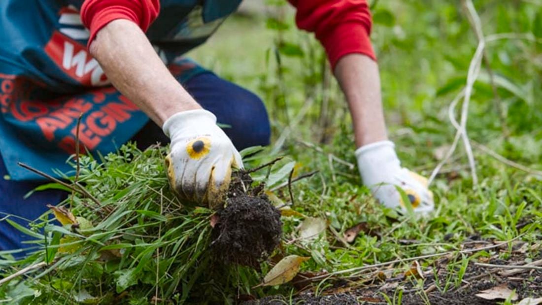 Person weeding in the garden.