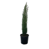 4.5L Italian Cypress - Cupressus hybrid Totem