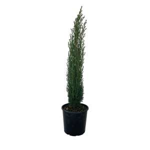 4.5L Italian Cypress - Cupressus hybrid Totem